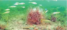  ??  ?? The seabed is now thriving off the coast of Arran