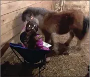  ?? Photo submitted ?? A young reader is pictured telling a story to a mini horse at Big Maple Farm. Children reading to pets or farm animals has a number of benefits associated with their reading experience.