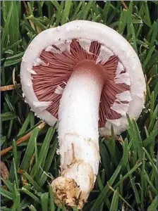  ?? A young Field Mushroom showing the spore-bearing, pink, platelike gills under the cap. ??