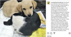  ?? ?? Screen grab of the Haven’s IG post about two puppies dropped off at The Farm as they prepared to leave.