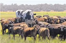  ?? CHANNEL 7’S TODAY TONIGHT ?? Knickers the steer, center back, is in paddock with a herd of cows in Lake Preston, Australia. The steer is believed to be the tallest in the country and weighs about 1.4 tons.