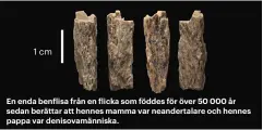  ??  ?? En enda benflisa från en flicka som föddes för över 50 000 år sedan berättar att hennes mamma var neandertal­are och hennes pappa var denisovamä­nniska.