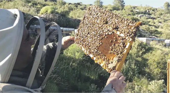  ?? Fotos: Andrea Beckmann/Ángel García ?? Ruben Pérez überprüft seine Bienenwabe­n in Castell de Castells. Der Spanier ist mit Leib und Seele Imker.