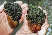  ?? Lon Horwedel / The Ann Arbor News via AP ?? Invasive zebra mussels encrust and suffocate a pair of native clams. The alien mussels, which explode in population in their new homes, can cripple freshwater ecosystems by outcompeti­ng native clams and consuming massive amounts of nutrients.