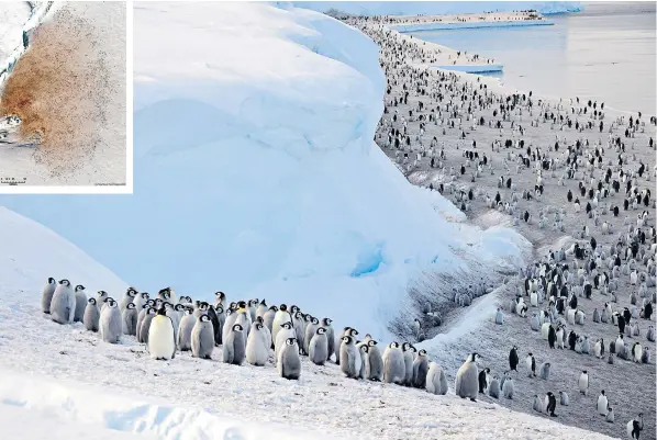  ?? ?? Satellite imagery, above, has led to the discovery of new colonies by scientists from the British Antarctic Survey while they were exploring groups lost after ice melted and their breeding grounds were disrupted