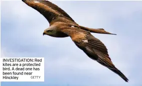  ?? GETTY ?? INVESTIGAT­ION: Red kites are a protected bird. A dead one has been found near Hinckley