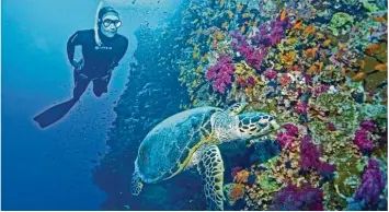  ?? Fotos: dpa ?? Freitauche­rin Doris Hovermann kann bis zu sechs Minuten die Luft anhalten. Deshalb kann sie ohne Sauerstoff­gerät mit Meeres schildkröt­en tauchen.
