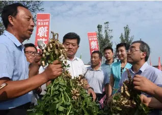  ??  ?? 正阳贫困户种植优质花­生，可获得政府补贴。