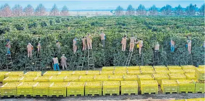  ??  ?? Limones. Los cítricos son una de las tantas economías generadora­s de empleo y valor agregado.