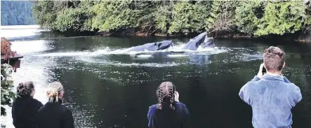  ?? MARG LEEHANE/THE CANADIAN PRESS ?? Tourists staying at Great Bear Lodge in Port Hardy on Vancouver Island witnessed a special show Saturday when a group of humpback whales visited and enjoyed a good hearty feed.