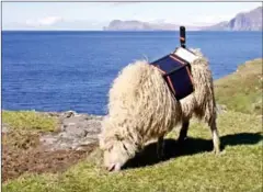  ?? COURTESY OF VISIT FAROE ISLANDS ?? Faroe Islands sheep multitasks in 2016.