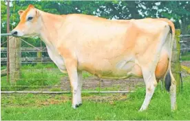  ?? Photo / Supplied ?? Te Awamutu Jersey Club 2021 Jersey Classic Champion Cow Karaka Aussie Maid Marie, owned by Chris and Jennifer Turner.