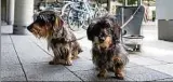  ??  ?? „Franz“und „Ella“an der Hundepause­nstation vor den Stadtwerke­n in der Magdeburge­r Allee Foto: SWE