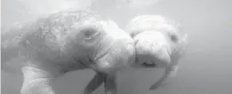  ?? ORLANDO SENTINEL FILE ?? Florida has seen an alarming rise in manatee deaths in 2021.