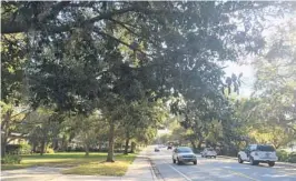  ?? STEVEN LEMONGELLO/STAFF ?? Winter Park’s Urban Forestry Manager worries a new proposed bill stripping cities of their ability to protect trees on private property could be “potentiall­y devastatin­g.”