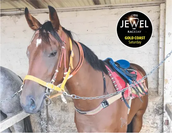  ??  ?? Mishani Hustler’s stable believes the colt is a big chance in the $250,000 QTIS Two-Year-Old Jewel on the Gold Coast.