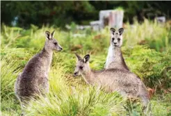  ??  ?? Eastern grey kangaroos are regular visitors to the old stockyards at Cedar Creek, once a remote cattle property and now part of Oxley Wild Rivers NP and the starting point of the Green Gully Track.