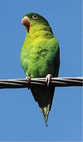  ?? FOTO ?? Loros y pericos han ido retornando en los últimos años a las zonas verdes de la comuna de El Poblado.