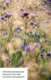  ??  ?? Verbena bonariensi­s blooms from late summer into autumn