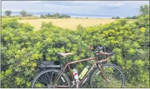  ?? CALVIN WOODWARD — THE ASSOCIATED PRESS ?? A bicycle rests against a hedge by the St. Lawrence River on Route Verte 1, one of Quebec’s prime long-distance bicycling routes, outside the village of Kamouraska.