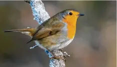  ?? Foto: Bernd Ullrich ?? Auffällige Erscheinun­g: Rotkehlche­n gehören zu den Vögeln, die auch im Winter im Allgäu bleiben.