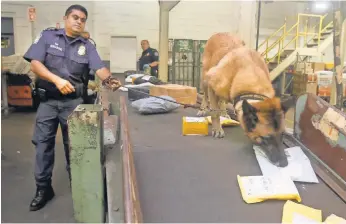  ?? PHOTOS BY SETH HARRISON, THE JOURNAL NEWS ?? Gini, a drug-sniffing dog that works with Customs and Border Protection officers, sniffs for fentanyl and other narcotics at JFK Airport’s Mail Facilities Federal Inspection Site.