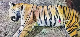  ?? MAHARASHTR­A FOREST DEPARTMENT/AFP ?? The body of tigress T1, also known as Avni, which was shot dead on Friday night.