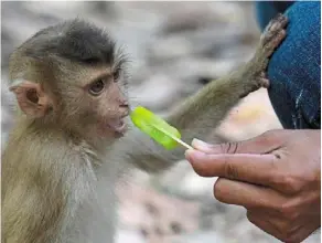  ?? ?? a baby macaque getting fed a popsicle at one of the temples in angkor. Feeding wildlife is not encouraged as this will make them become dependent on human handouts.