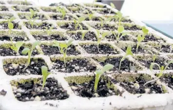  ?? LEE REICH/AP ?? After three or four weeks, these lettuce plants will fill their cells and should be ready to transplant outdoors.