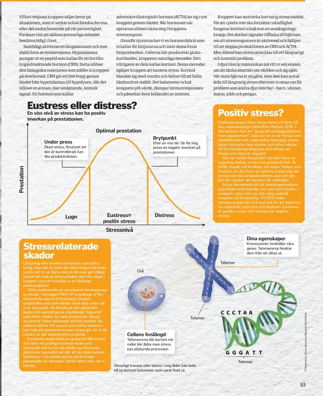  ??  ?? Allvarligt trauma eller stress i ung ålder kan leda till en kortare telomerer som varar livet ut.