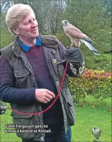  ??  ?? Colin Ferguson gets to know a kestrel at Kintail.