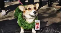  ?? PHOTOS BY AMY LOMBARD, NYT ?? Duchess the Corgi, dressed as a Chia Pet.