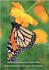  ??  ?? Bees and monarch butterflie­s are attracted to all types of cosmos.