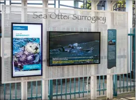  ?? ?? An educationa­l kiosk allows Aquarium of the Pacific visitors to learn more about its Sea Otter Surrogacy Program. The Long Beach facility can take up to four pups. Monterey Bay has operated the program for decades.