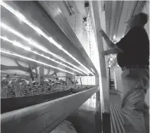  ?? ELISE AMENDOLA/THE ASSOCIATED PRESS ?? Don Holman, an engineer with the U.S. army, adjusts a rack under LED grow lights as kale and other lettuces sprout inside a refurbishe­d shipping container in Natick.