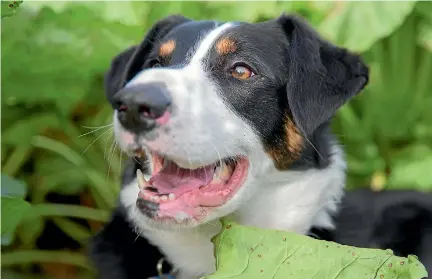  ?? PHOTOS: MURRAY WILSON/FAIRFAX NZ ?? Border collie Rusty is the only dog in the country used to detect velvetleaf – a fast-spreading weed that takes nutrients from crops.