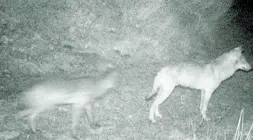  ??  ?? E a Montemurlo Due lupi fotografat­i martedì notte nei boschi di Montemurlo. A scattare la foto due agenti della polizia municipale che erano a caccia di rifiuti abusivi