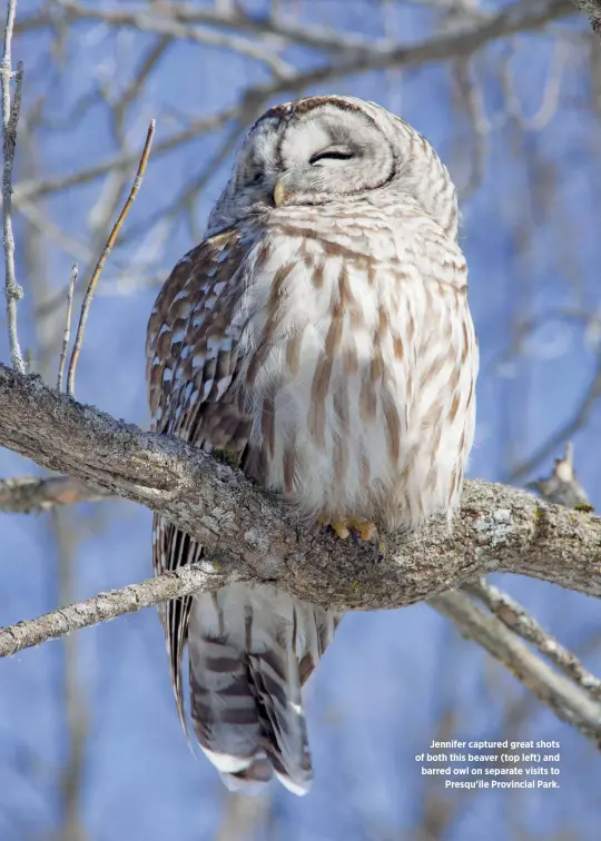  ??  ?? Jennifer captured great shots of both this beaver (top left) and barred owl on separate visits to Presqu’ile Provincial Park.