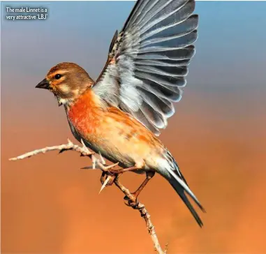  ??  ?? The male Linnet is a very attractive ‘LBJ’