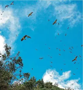  ?? FOTO ?? Cada día con mayor interés los ciudadanos siguen el paso de las aves migratoria­s, un buen espectácul­o.