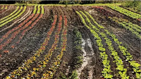  ?? CHRIS WALKER/CHICAGO TRIBUNE PHOTOS ?? Rows of various greens and leafy vegetables await harvest at the organic PrairiErth Farm outside Atlanta, Ill.