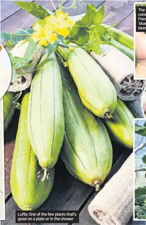  ??  ?? Luffa: One of the few plants that’s good on a plate or in the shower