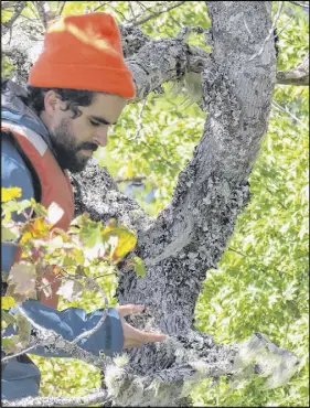  ?? MATTHEW SMITH ?? Botanist and Digby native Alain Belliveau climbs the tree on a small island in Kejimkujik National Park where he spotted the perforated ruffle lichen.