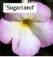  ??  ?? ‘Sugarland’