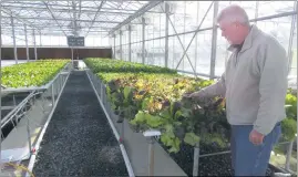  ??  ?? Bernie Fowler Jr., founder of the Farming 4 Hunger nonprofit organizati­on, inspects the lettuce growing inside a greenhouse at Serenity Farm in Benedict. As part of the Calvert Court Circuit Court adult drug court program, each participan­t is required...