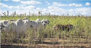  ?? AFP ?? Loans to commercial farmers rose to $10.1 billion at the end of June, demonstrat­ing confidence that South Africa can find ‘practical solutions’ to challenges of restitutio­n and security of tenure. —