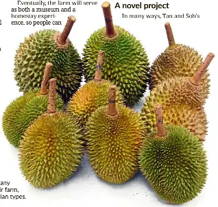 The Durian Museum Project Pressreader