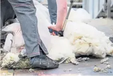  ??  ?? A shearer working in ‘challengin­g circumstan­ces’.