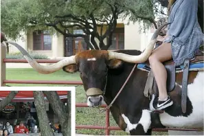  ??  ?? Cette demoiselle chevauche une Texas Longhorn qui a le regard moqueur.