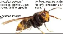  ?? FOTO RR ?? De Aziatische hoornaar.